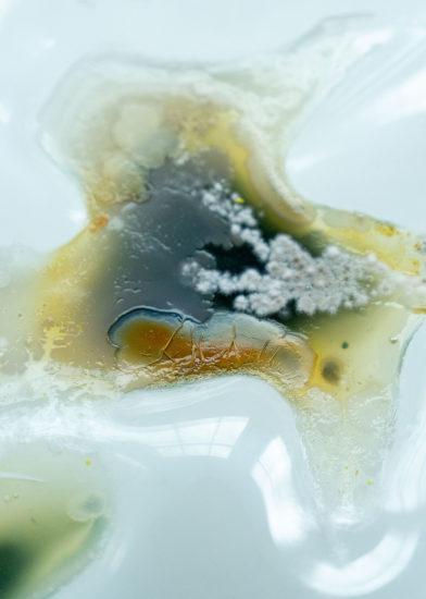 Hoe maak je kunst met micro-organismen? (interview)
